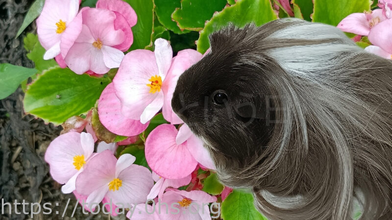 四季咲きベゴニアとちょこちゃん