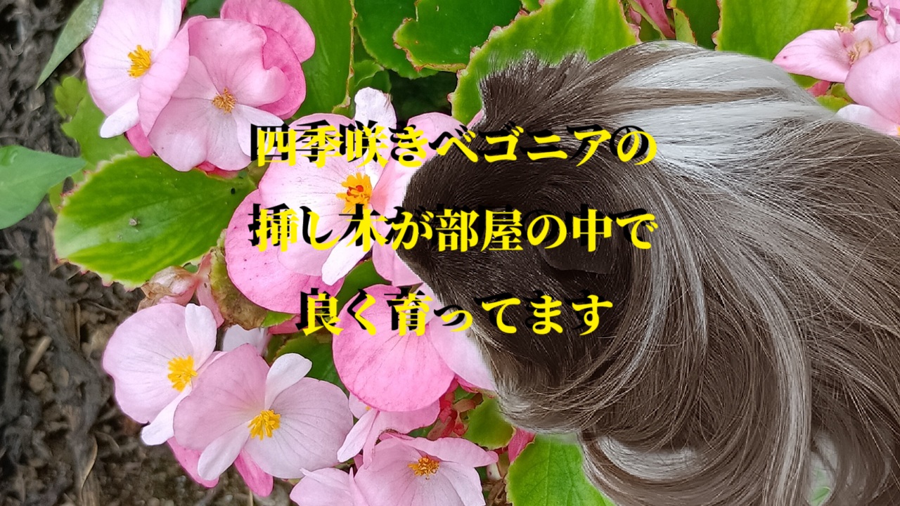 四季咲きベゴニアの挿し木が部屋の中で良く育ってます