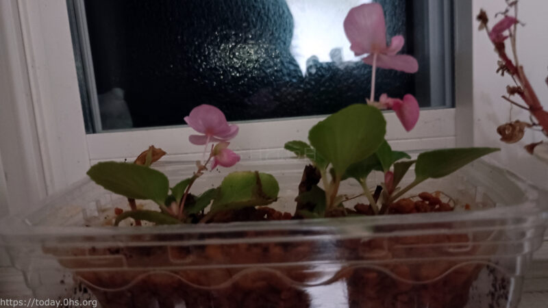 挿し木した四季咲きベゴニア