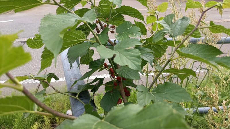 割とあちこちに桑の木が生えている