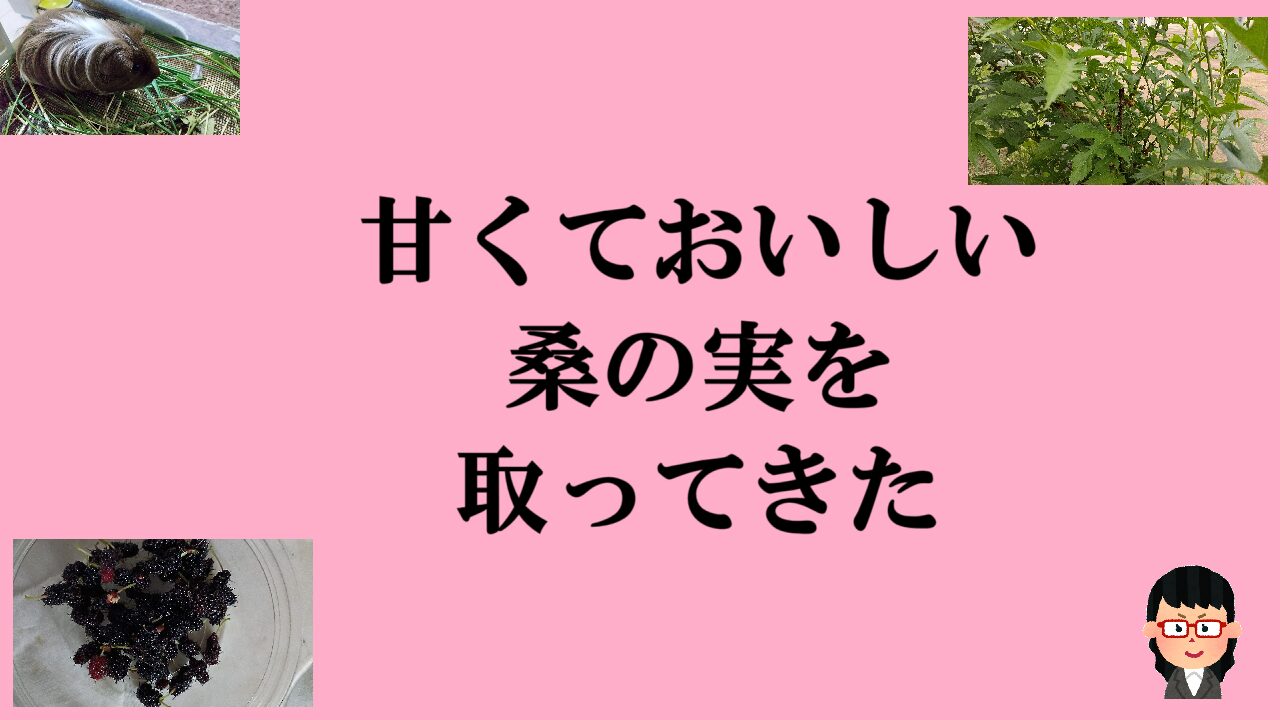 甘くておいしい桑の実を取ってきた