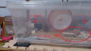 ゴールデンハムスター君巣材を出した巣箱へ餌を置きに行く