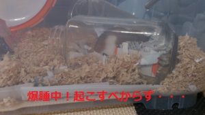 ハム君爆睡中