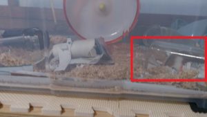 ハム君透明ガラス瓶の中を巣箱にする