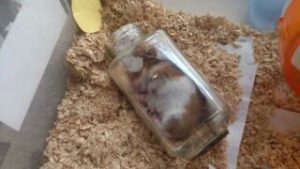 ハムお休み中1