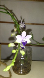 胡蝶蘭紫式部