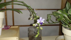 胡蝶蘭紫式部とセロジネインターメディア