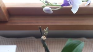 胡蝶蘭の節から芽が出てきた