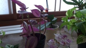 我が家のトラデスカンチア
