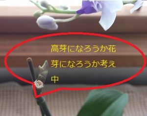高芽になるか花芽になるか?胡蝶蘭の節から芽が出てきた