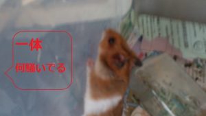 壁によじ登ろうとするふぁむ-ゴールデンファムスター