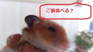 ふぁむ-ゴールデンファムスター