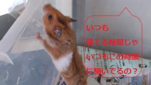 壁によじ登ろうとするふぁむ2-ゴールデンファムスター
