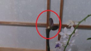 葉芽になるらしい-花後の胡蝶蘭