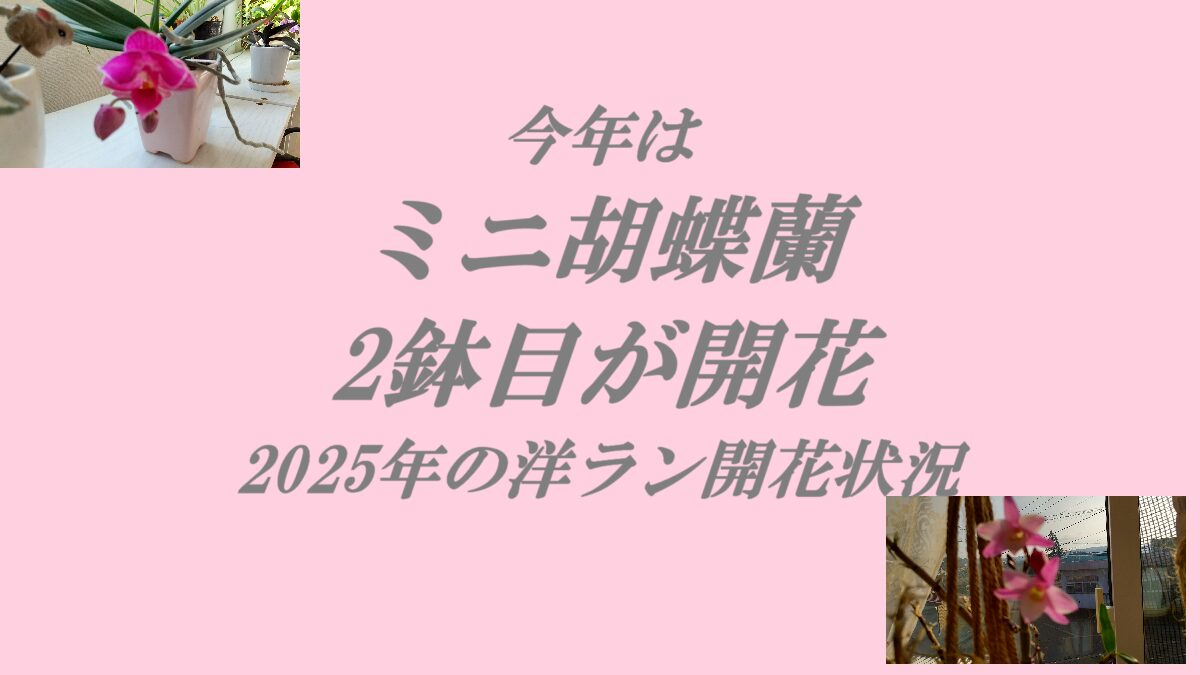 今年はミニ胡蝶蘭2鉢目が開花-2025年の洋ランの開花状況