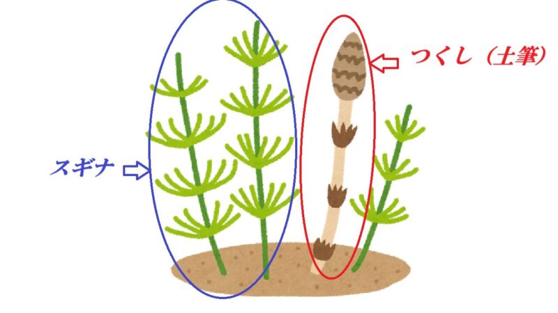 土筆とスギナ