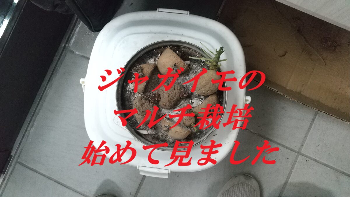 ジャガイモのマルチ栽培始めて見ました