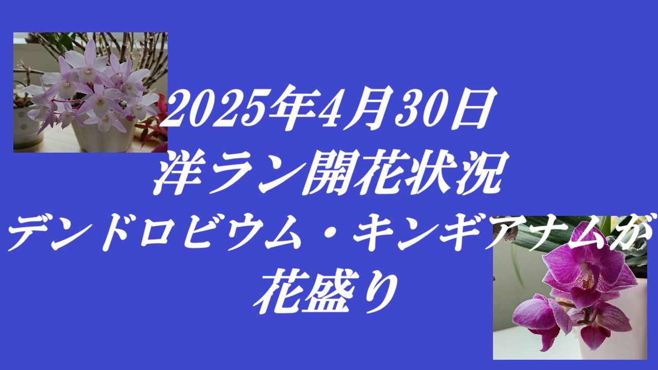 2025年4月30日洋ラン開花状況デンドロビウム・キンギアナムが花盛り
