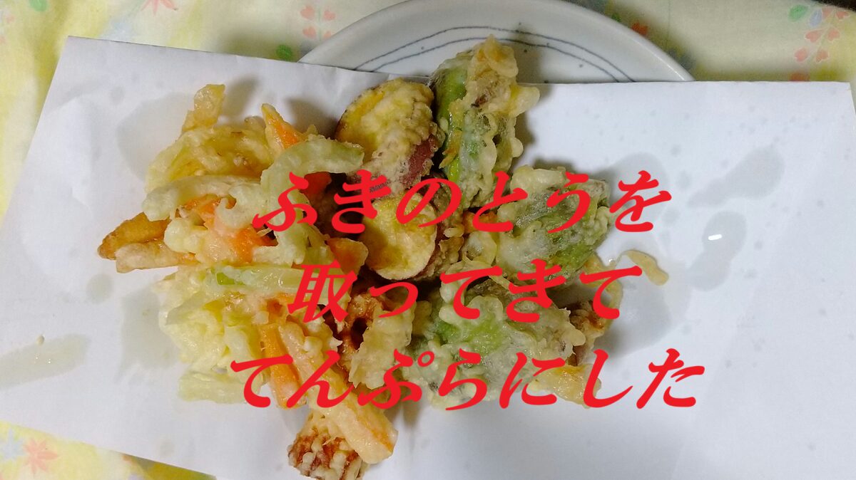 ふきのとうを取ってきててんぷらにした