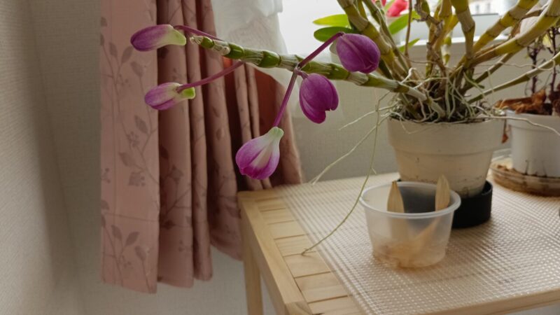 2階西向きの部屋で暮らしているデンドロビウム・名前不明-2025年4月30日