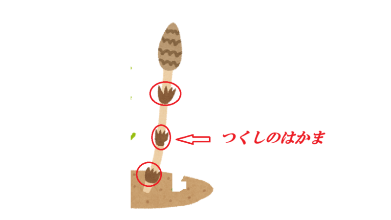 土筆(つくし)のはかま