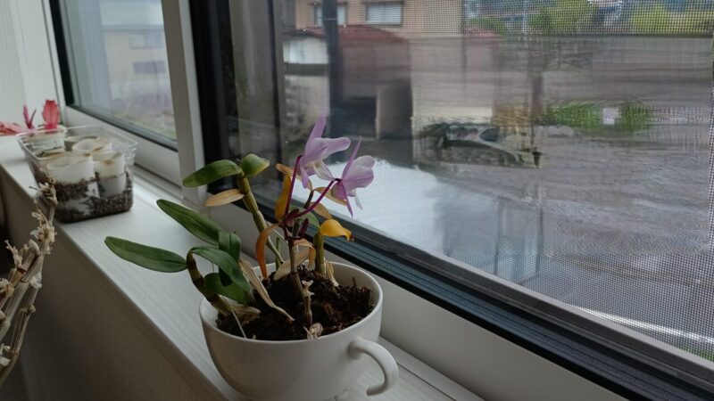 小さな株でも花がしている-2階西向きの部屋で暮らしているデンドロビウム・キンギアナム-2025年4月30日