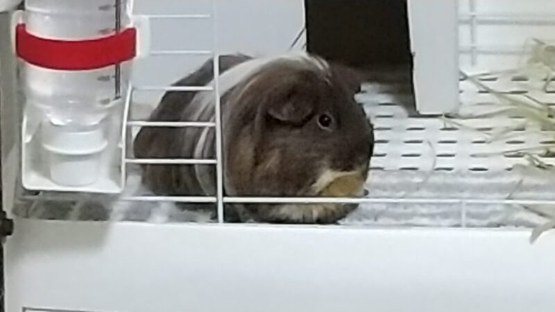 同居モルモットのちょこ