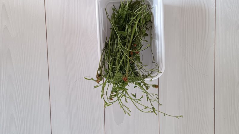きのめ(ミツバアケビの新芽)一部は蕨