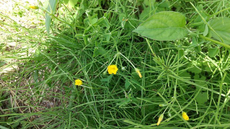 たぶんカタバミ-春-雑草-庭の花