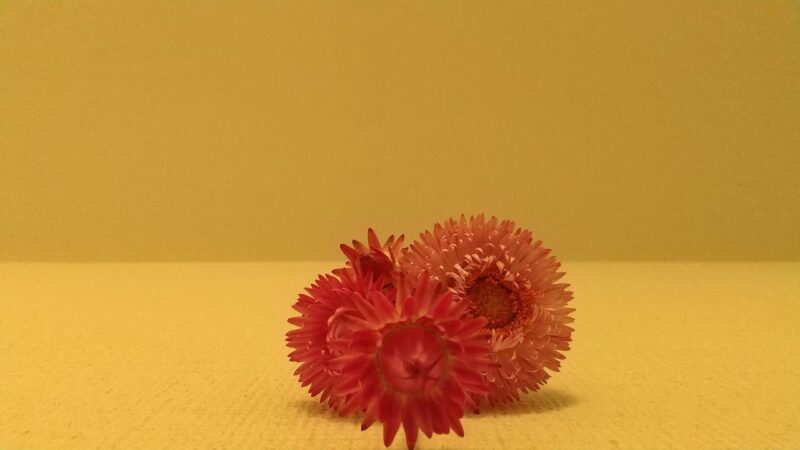 ヘリクリサムの花2