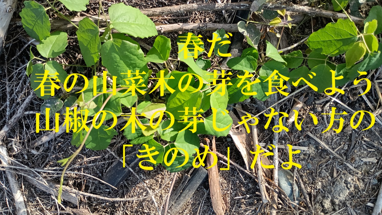 春だ春の山菜木の芽を食べよう-山椒の木の芽じゃない方の「きのめ」だよ