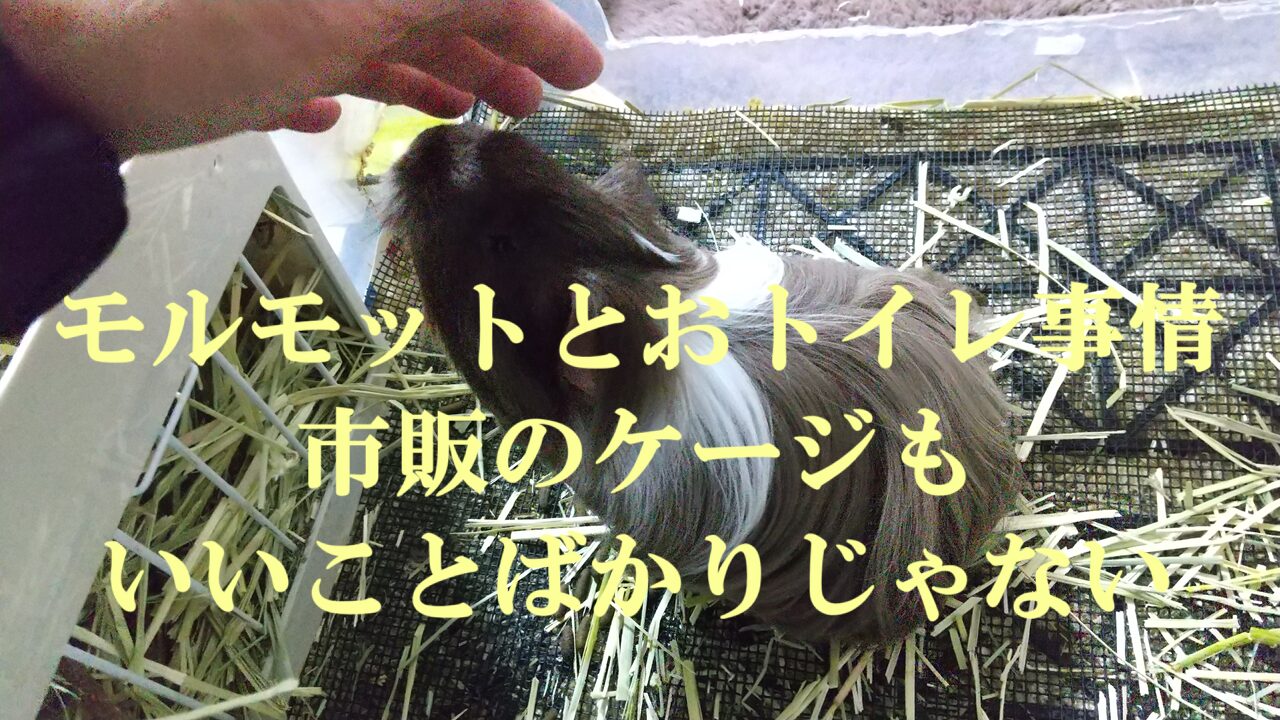 モルモットとおトイレ事情-市販のケージもいいことばかりじゃない