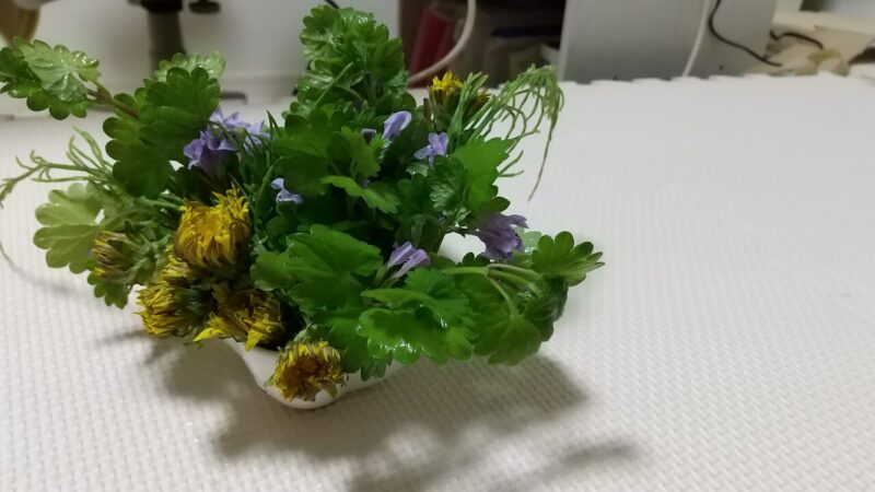 2024年のモルモット用お花のケーキ
