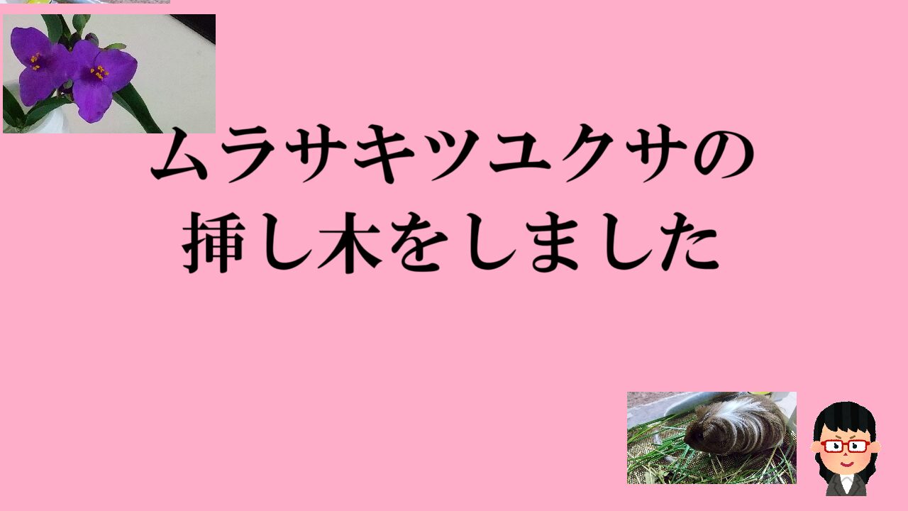 ムラサキツユクサの挿し木をしました