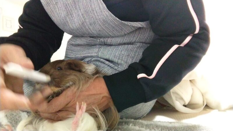 モルモットの手の指の爪切りは大変2