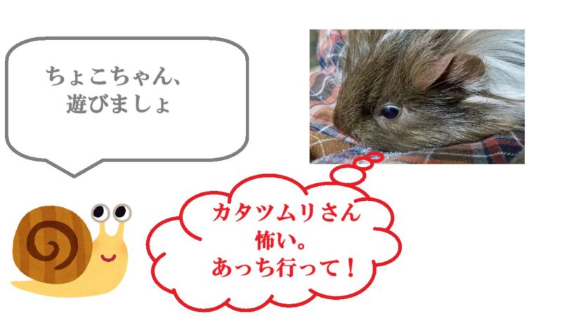 カタツムリにおびえる同居モルモット