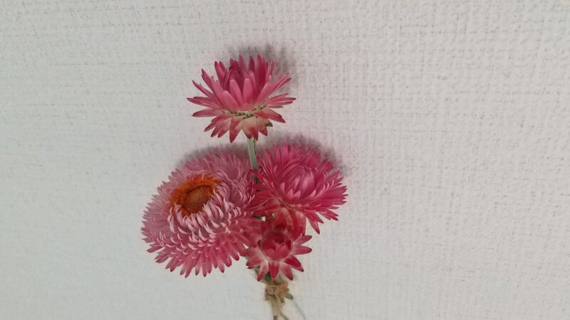 ヘリクリサムの花