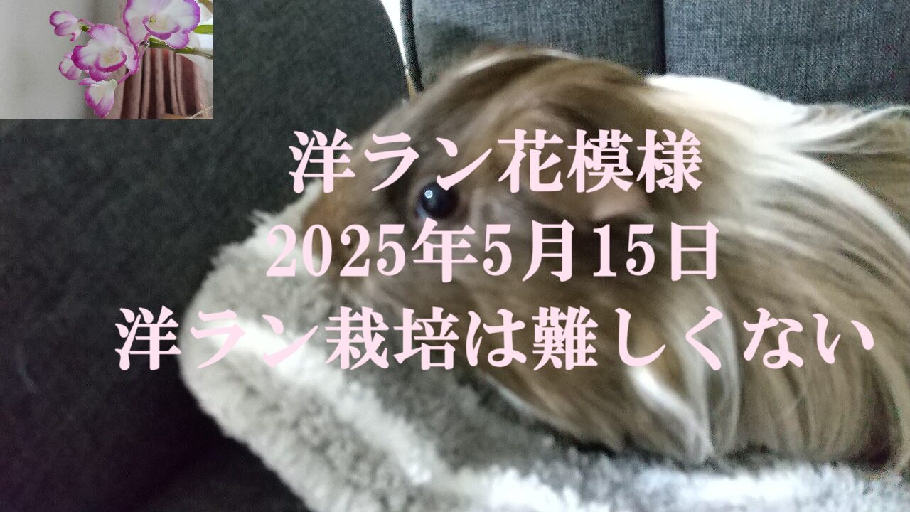 洋ラン花模様2025年5月15日洋ラン栽培は難しくない