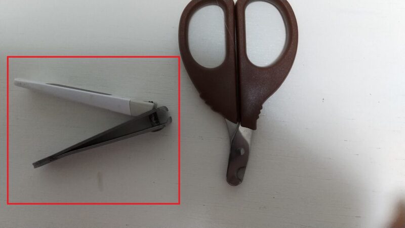 人間用の小さい爪切りを使っています-モルモットの爪切り
