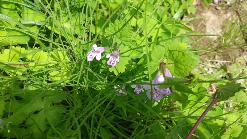 おおいぬふぐり?-春-雑草-庭の花