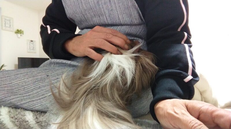 「爪、ぱっちん嫌いだって言ったのに。いじわる。」という感じで懐に潜り込んでくる爪切り後の同居モルモット