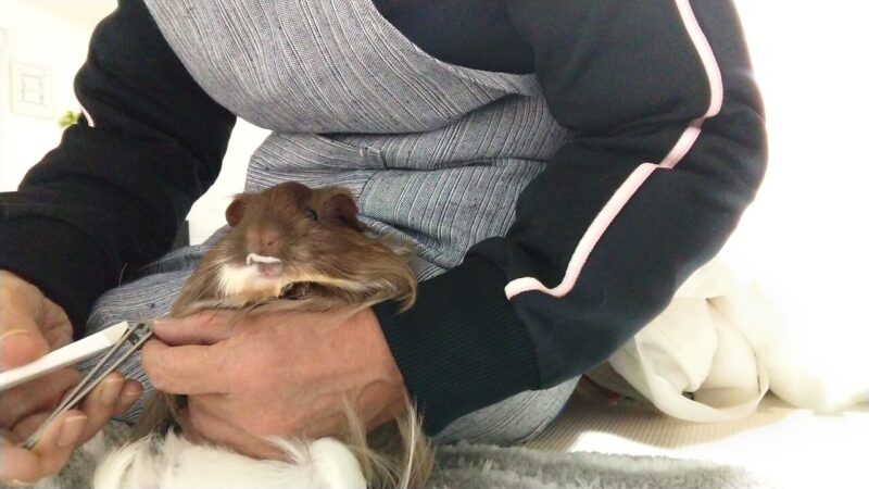 モルモットの手の指の爪切りは大変