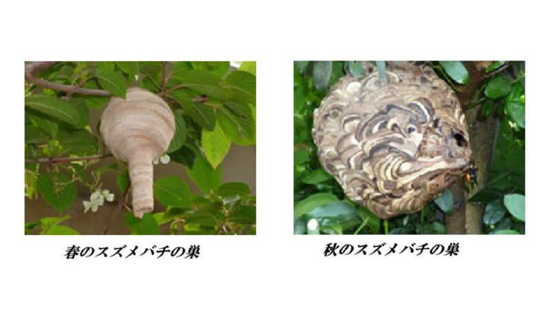 スズメバチの巣