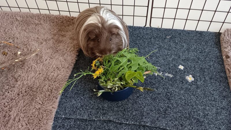 まず大好きなスギナから食べます2-同居モルモットのちょこ
