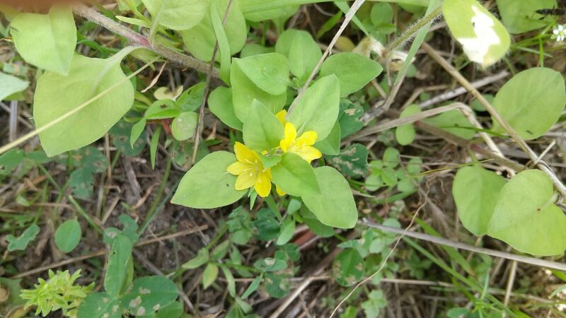 庭に咲いている雑草