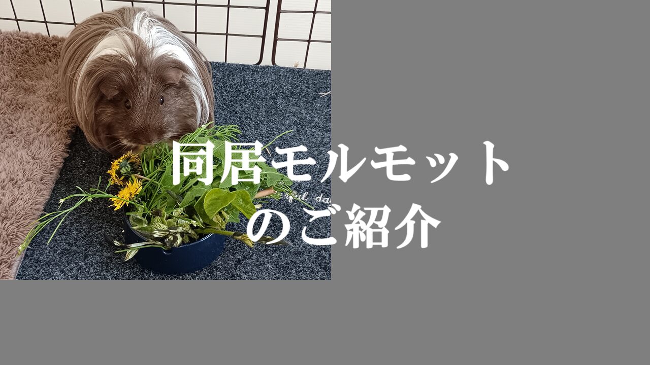同居モルモットのご紹介