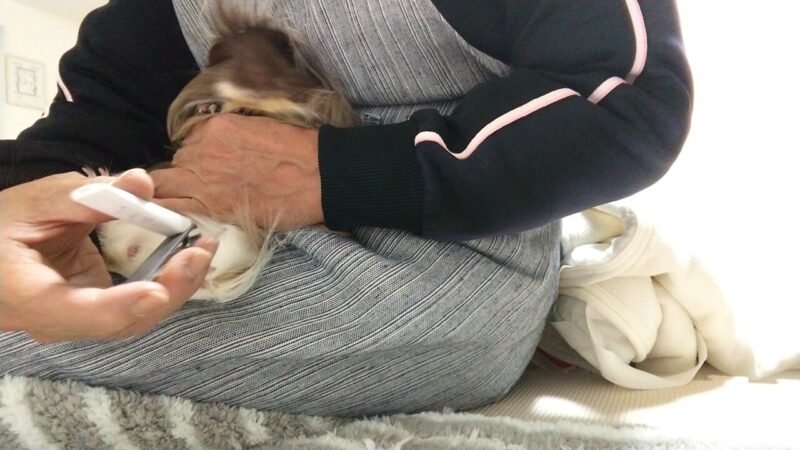 モルモットの足の爪切り大変だけどまだ何とか