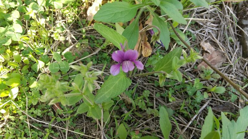 菫-春-雑草-庭の花