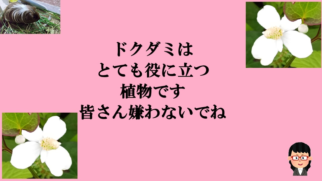 ドクダミはとても役に立つ植物です-皆さん嫌わないでね