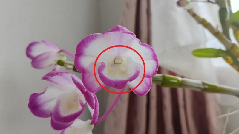 花弁の一部が筒状になっている